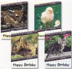 Image of Cards Birthday Baby Animals