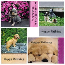 Image of Cards Birthday Children’s Pondering Pups Boxed