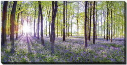 Image of Bluebells & Sunrise Canvas 40×20′
