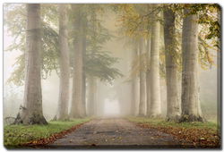 Image of Beech Trees in Autumn Wall Canvas 22X28