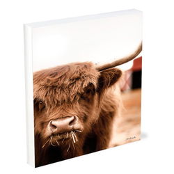 Image of Shelfie Sitter Hungry Highland II 4×5
