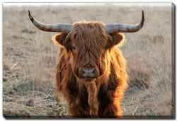 Image of Scottish Highlander Canvas Art 30’x45′