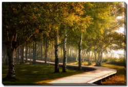 Image of Birch Boardwalk (Bishop’s Falls) 30’x45′