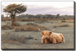 Image of Highland Cow II 16’x20′