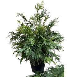 Image of 24′ Fresh Touch Northern White Cedar in Black Pot