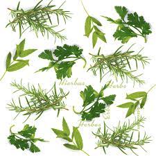 Image of Napkins Greenery