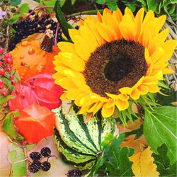 Image of Sunflower with Gourdes Luncheon Napkins