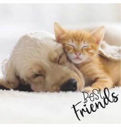 Image of Napkins Luncheon Dog & Cat