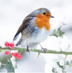 Image of Napkins Luncheon Bird on Branch