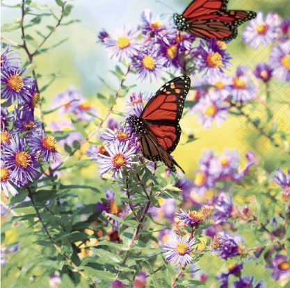 365-0250 Product Image 1