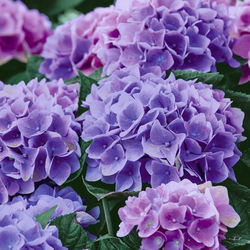 Image of Napkins Lilac Hydrangea 20 Pk