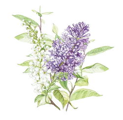 Image of Napkins Luncheon Lilac White