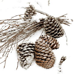 Image of Napkin Luncheon Cones in snow
