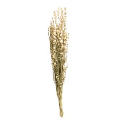 Image of Dried White Larkspur Bundle