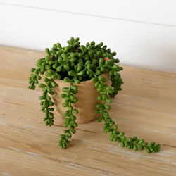 Image of Faux Potted String of Pearls