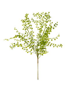 Image of Branch Muehlenbeckie Green