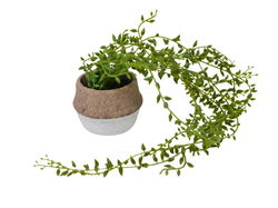 Image of Bean Leave String in Cement Pot