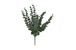 Image of Eucalyptus Sprig