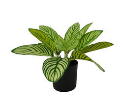 Image of Dieffenbachia Plant