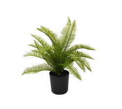 Image of Fern in Pot