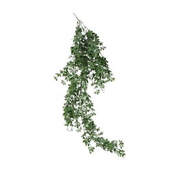 Image of Climbing Plant