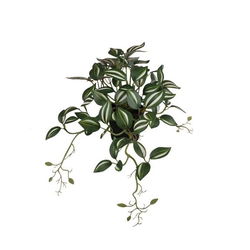 Image of Hanging Plant