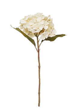 Image of Hydrangea Branch