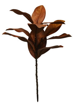Image of Magnolia Leaves Bunch