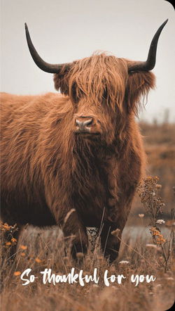 Image of Thankful for You Premium Note Cards 3 pk.