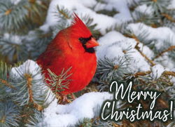 Image of Value Box Christmas Cards 24 pk.