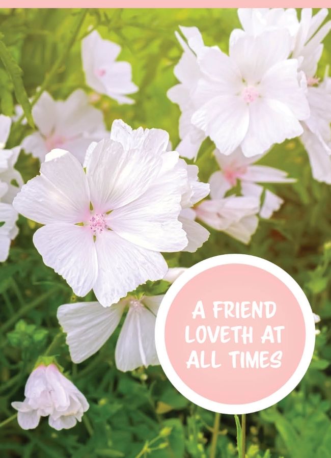 550-0114 Product Image 1