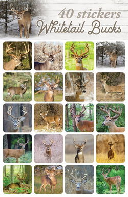 Image of Whitetail Bucks Stickers 40 pk.