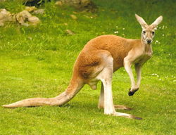 Image of Attendance Chart – Kangaroo Kountry