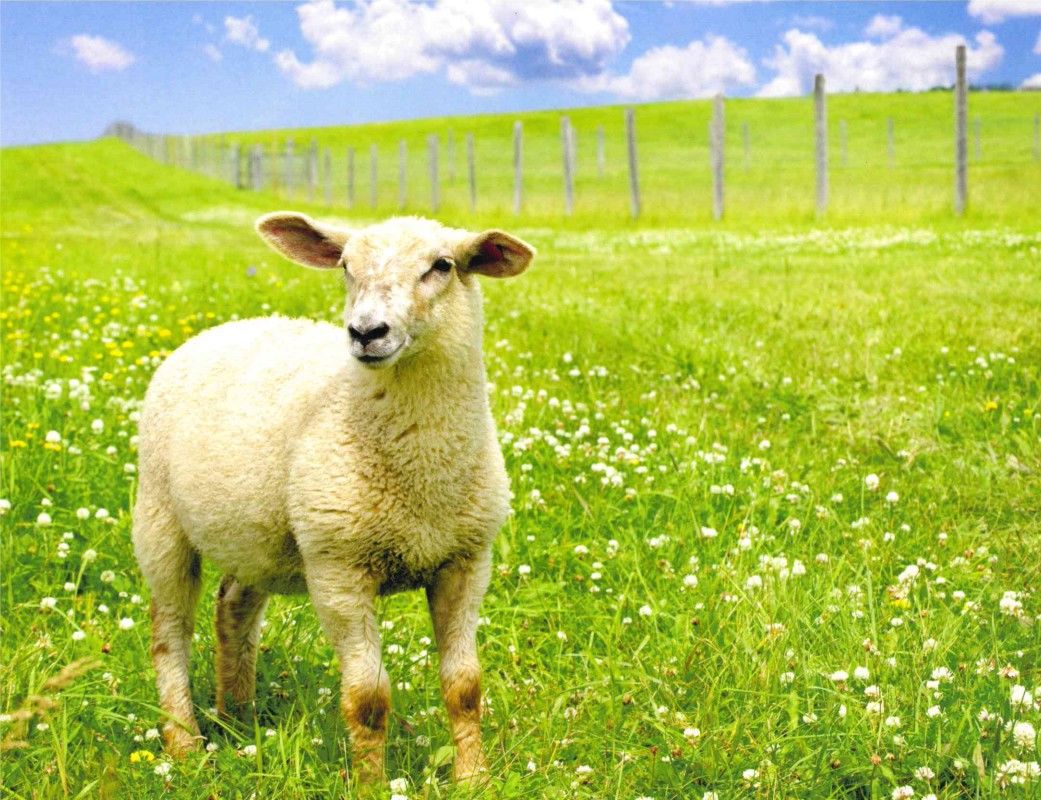 555-0113 Product Image 1