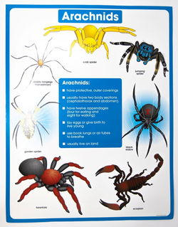 Image of ARACHNIDS CHARTLET