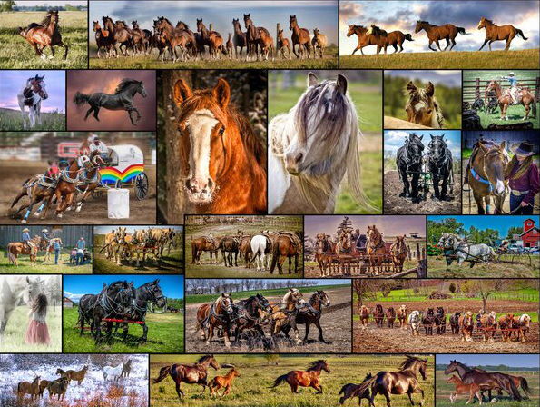 Image of Puzzle Horse Collage 1000 Pc.