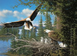 Image of Puzzle Nesting Eagles 1000 pc