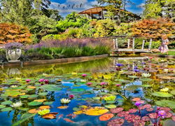 Image of 1000 Pc Puzzle Lily Pond