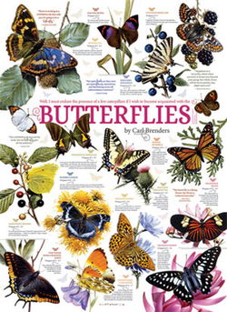 Image of Puzzle Butterfly Collection 1000 pieces