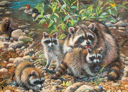Image of Puzzle Raccoon Family, Family Pieces 350pc