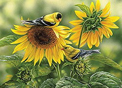 Image of Puzzle Sunflowers and Goldfinches 1000 pc