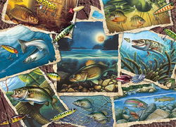 Image of Puzzle Fish Pics 1000 pc