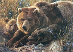 Image of Puzzle Grizzly Family (Family Pieces) 350 pc