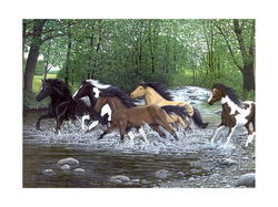 Image of Paint by Number Free Spirits