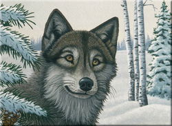 Image of Paint By Number Junior Large Snow Wolf