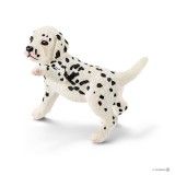 Image of Dalmatian Puppy