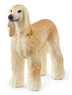 Image of Afghan Hound