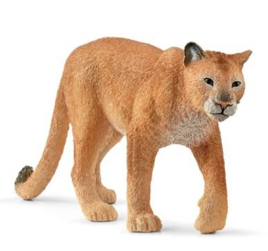 Image of Cougar