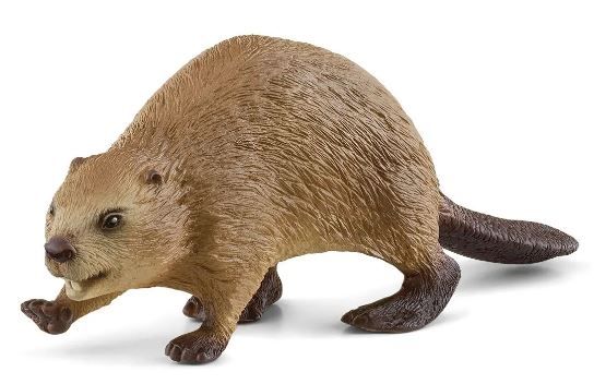 Image of Beaver