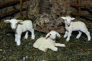 662-0036 Product Image 4